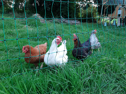 Les poulettes